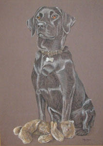 Black_Lab_Inca_Teddy