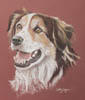 tri-colour border collie dog portrait - Sam
