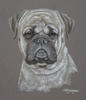 Bull Mastiff dog portrait - George