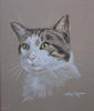 Tabby Cat portrait - Bertie