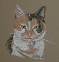 tortoise shell cat choloo