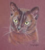 Burmese cat portrait - Ducati
