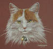 ginger and white tom cat portrait - Jasper