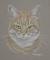 ginger and white cat - Misty