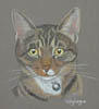 tabby cat portrait - Pepsi