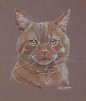 ginger tom cat _ Reg