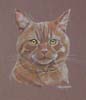 Ginger Cat - Reg