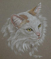 white and ginger long haired cat - Timmy