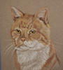 Ginger tom cat portrait_Tweed