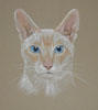 Colourpoint, shorthair cat portrait  - Simon