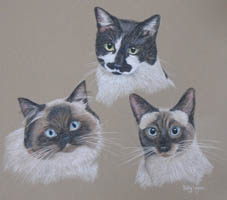 3 cats - spooky gabby and cleo