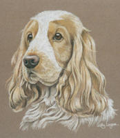 Cocker_Spaniel_Oliver