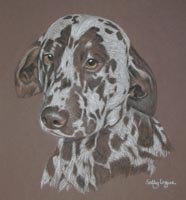 dalmation - Daisy
