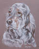 Dog Portrait - English Setter - Lucy