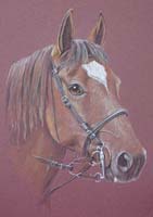 pastel portrait of horse - Olly