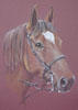 horse portrait of roan gelding - Olly