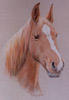 equine art - Arab chestnut mare portrait - Shaquera