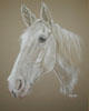 white pony portrait - paddy