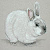 Dwarf Netherlands Rabbit portrait - Misty