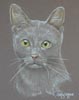 Lilac Korat - Lou Lou