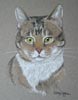 cat portrait of Belle