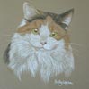 portrait of Buster - maine Coon cat
