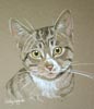 portrait of tabby cat - Tom