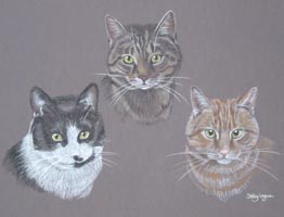 cats - Tigger, Mandy and Angus