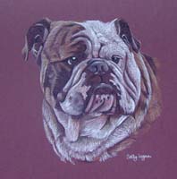 english bulldog - Tucker