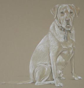 Full length Labrador portrait Barney