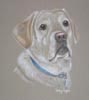 golden lab - Elvis