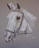 horse portrait of white pony - Jaydene