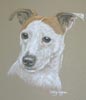 jack russell - Gnasher