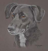 cross breed - Chester