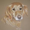 retriever portrait - shelly