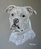 white american bulldog portrait - picture of  Lola