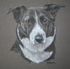 border collie portrait - Molly
