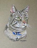 portrait of a  tabby  cat - Skye