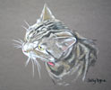 tabby cat portrait - Tiger