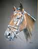 horse portrait - pastel head study of horse - Billy