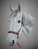grey horse portrait - Jasper