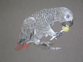 parrot portrait - Mojo