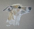 whippet portrait - Storm